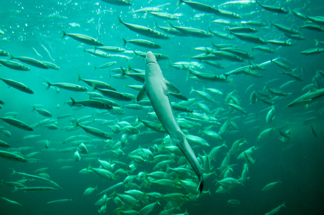 Nordsee-Ozeanarium in Hirtshals