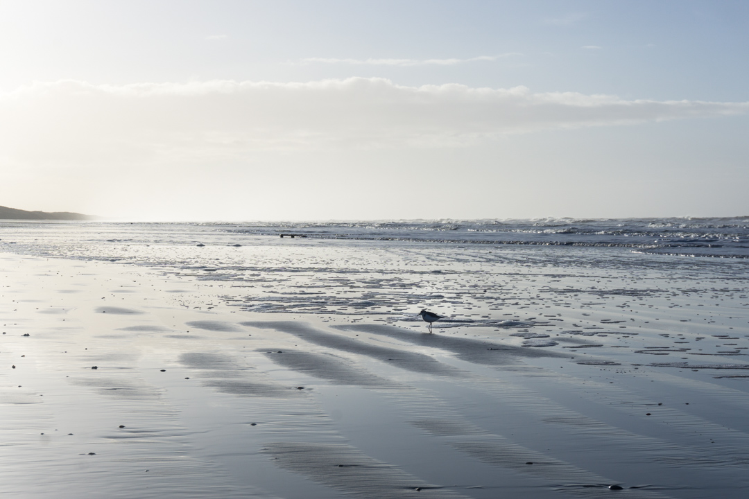 Strandläufer an der Nordsee