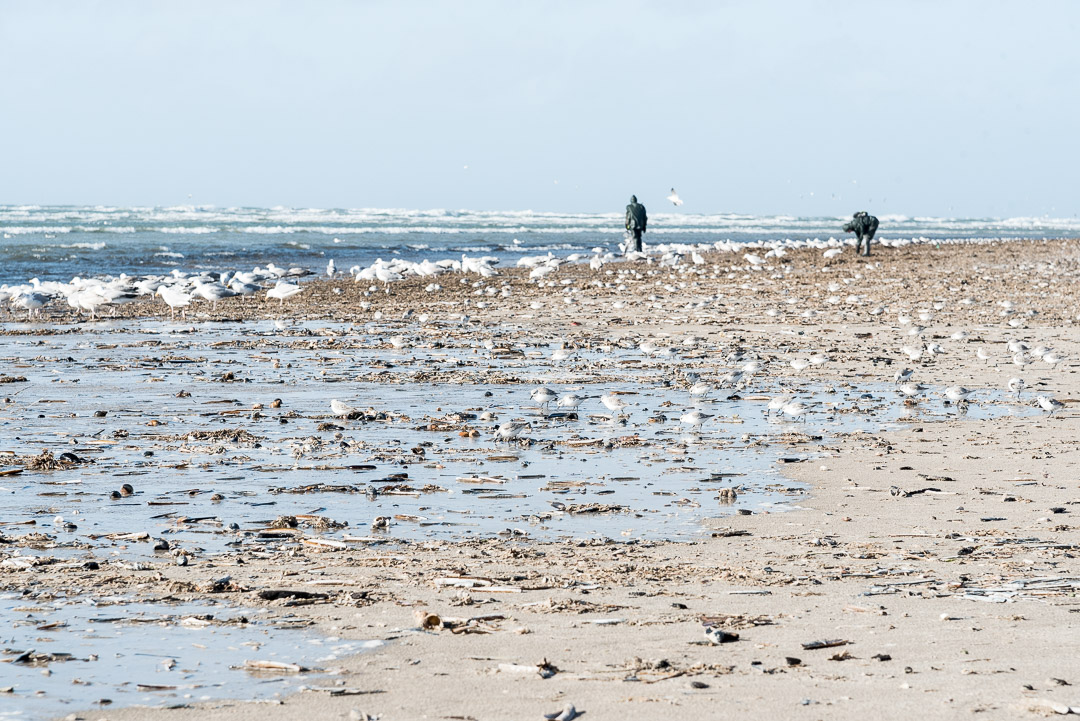 Muscheln sammeln in Blåvand