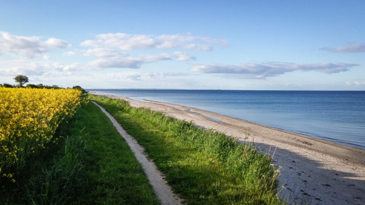 Rapsblüte im Mai an der Ostsee - Pottloch Strand