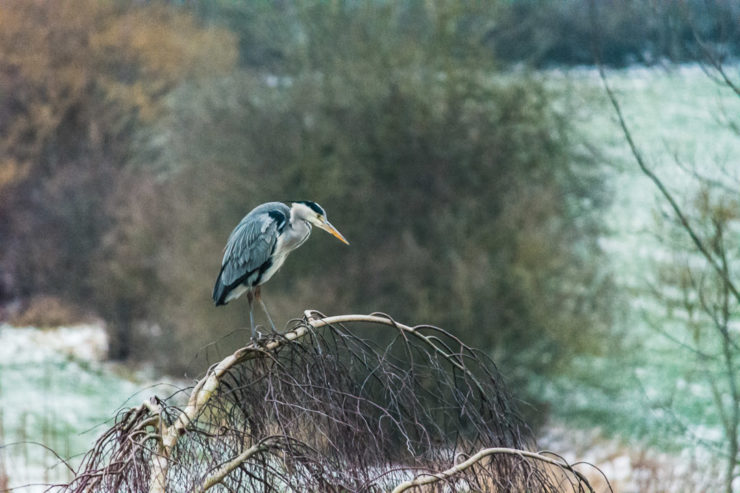 Wasserreiher