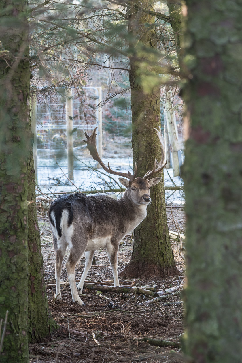 Hirsch im Klithusegaarden