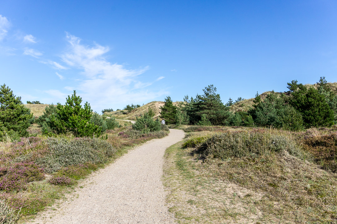 Wanderung in der Skagen Klitplantage