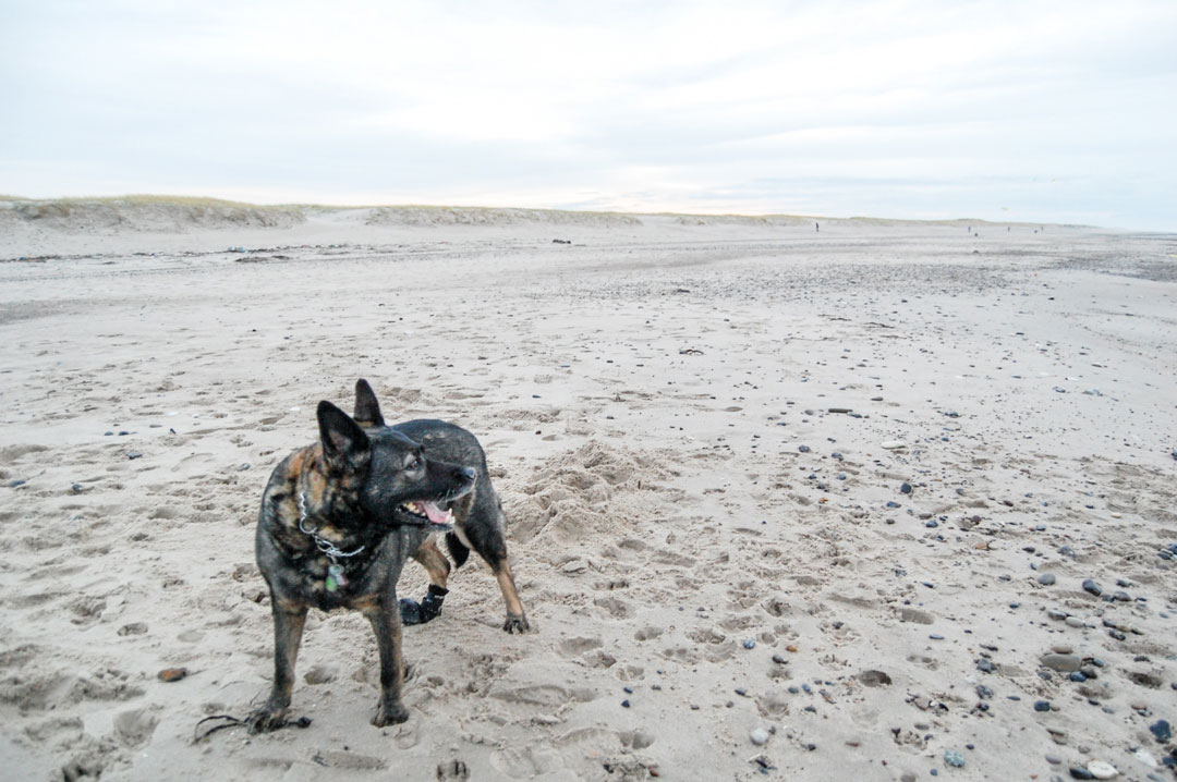 Hund am Strand in Dänemark