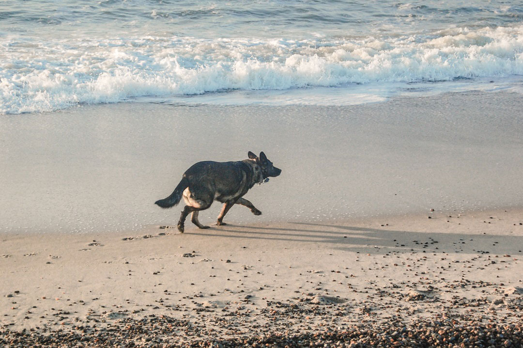 Enspannter Urlaub für Hunde in Dänemark