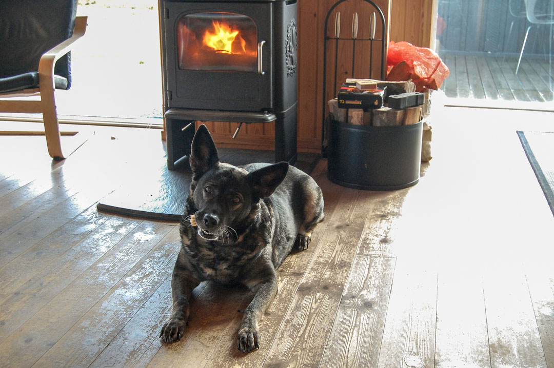 Urlaub mit Hund im Ferienhaus