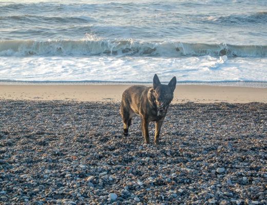 Mit Hund in Dänemark