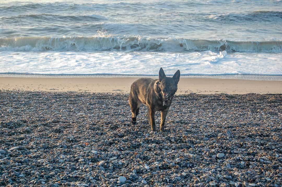 Mit Hund in Dänemark