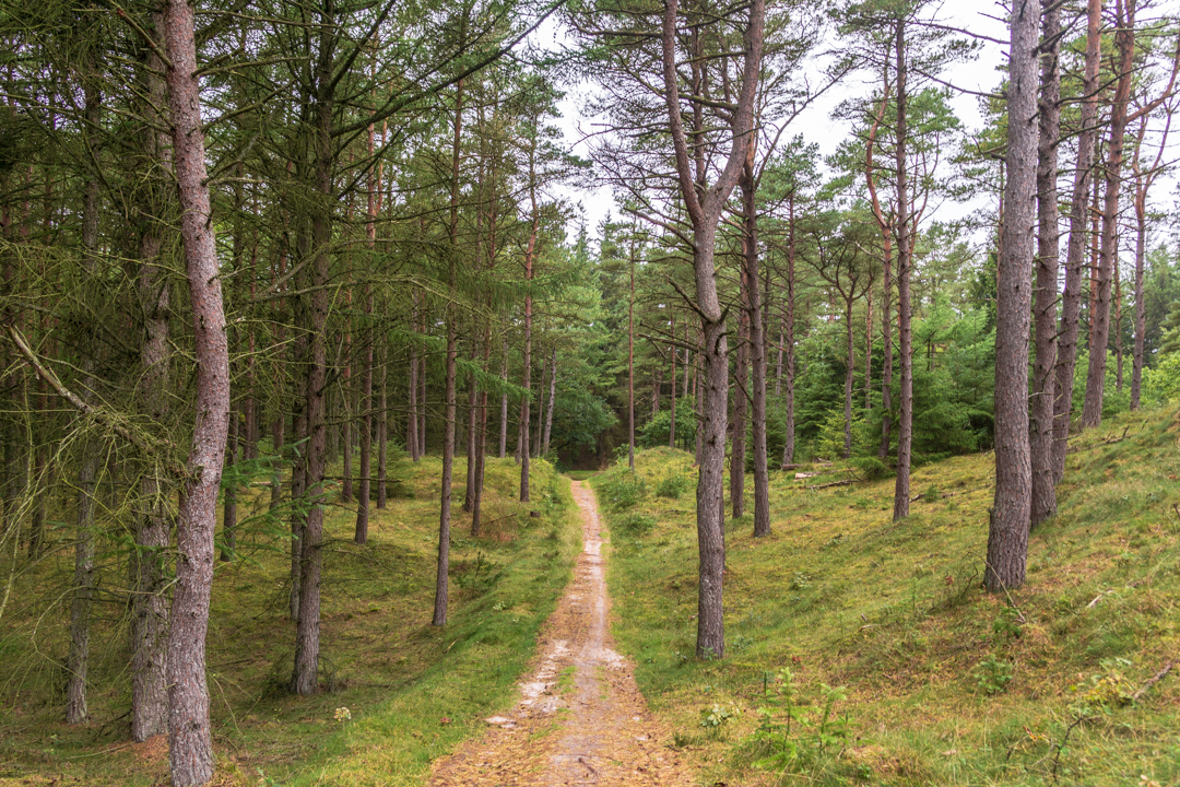 Blåbjerg Klitplantage