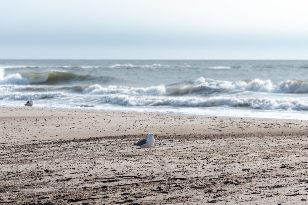 Möve am Strand
