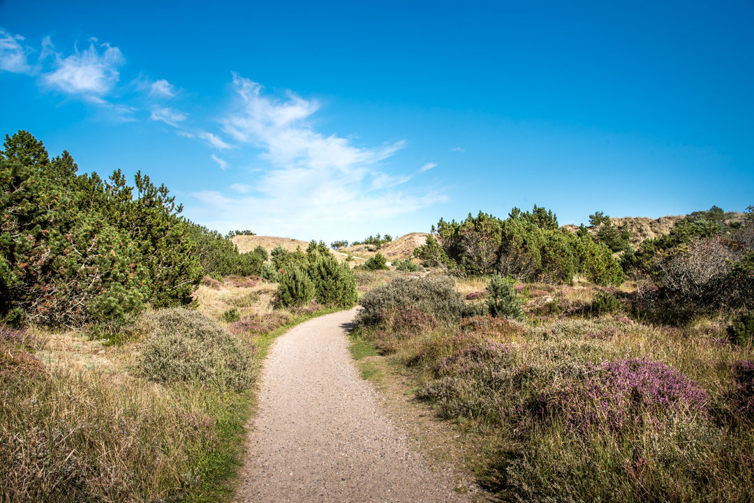 Klitplantage Skagen